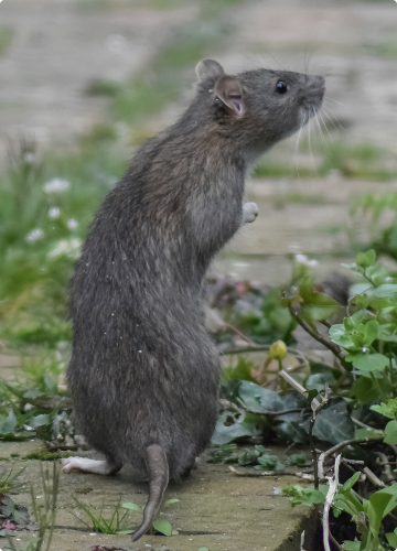 Rats et souris