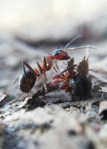 Fourmis