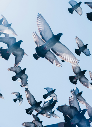 Pigeons et volatiles